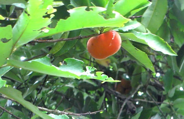 Cây hồng nhung trên 100 tuổi, độc nhất vô nhị ở Việt Nam cho quả quanh năm