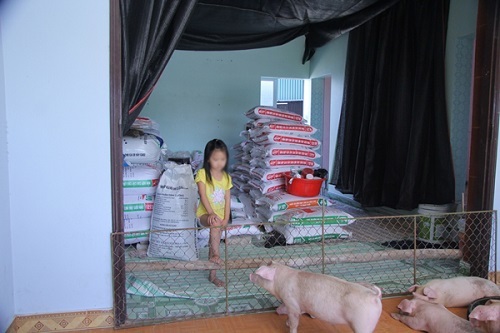 Lợn, gà lên nhà tầng ngủ, người chen chúc ở dưới nhà kho