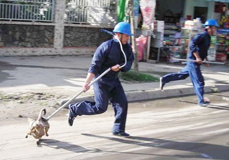 Vì sao Hà Nội chưa tiến hành bắt chó thả rông?