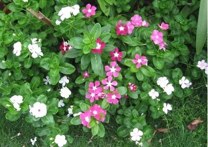  Bạn không thể ngờ với tác dụng của 15 thảo dược chữa ung thư hiệu quả