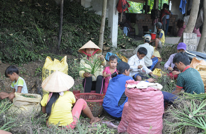 Thương lái Trung Quốc lại ồ ạt mua cau non, trả giá cao gấp 10-15 lần