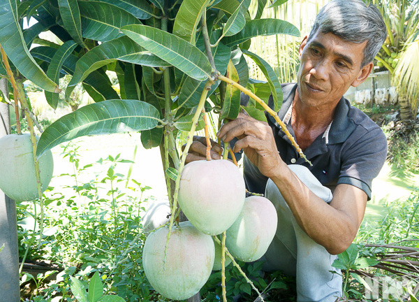 Lão nông thu 90 triệu/vụ nhờ 