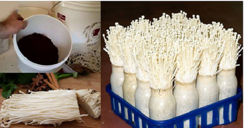 Bỏ túi ngay mẹo trồng nấm kim châm từ phần rễ bỏ đi