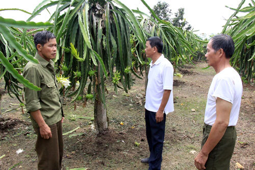 Lão nông trồng thanh long trên đất núi, thu 300 triệu/năm