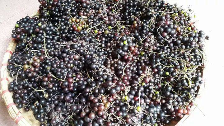 Giá đắt ngang nho Mỹ, nho rừng Tây Bắc 