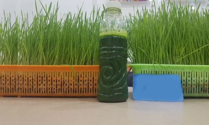 Cỏ lúa mì khử mùi hôi cơ thể: Chuyên gia cảnh báo và đâu là sự thật?