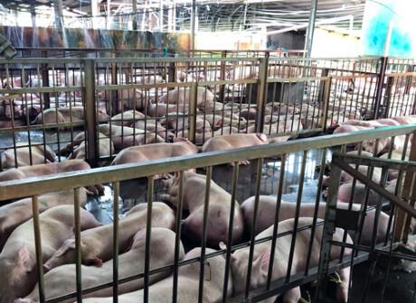 Gần 4.000 con heo bị tiêm thuốc an thần: Cán bộ thú y bị 