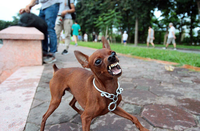 Những cái chết thương tâm vì bệnh dại: Làm sao phòng tránh?