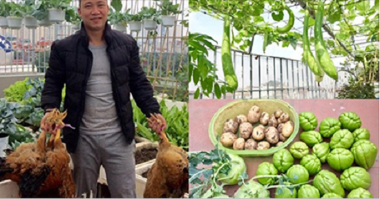 Chi 70 triệu đồng, ông bố Hà Nội cải tạo sân thượng để nuôi gà, trồng rau