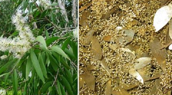 Sự thật về loài cây có thể