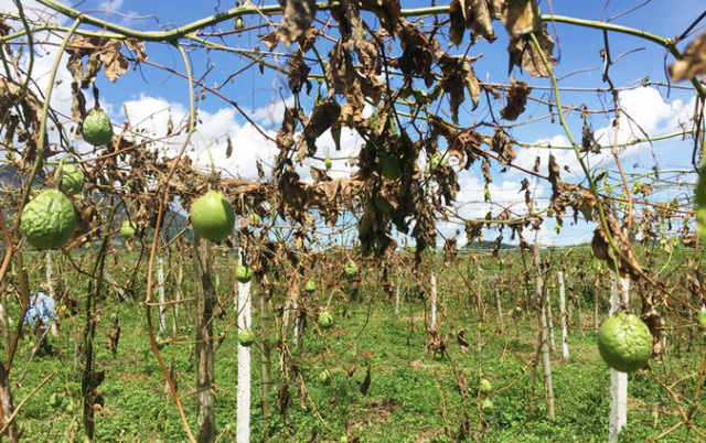 Khởi tố hai đối tượng chặt hạ hơn 1.200 gốc cây chanh leo 