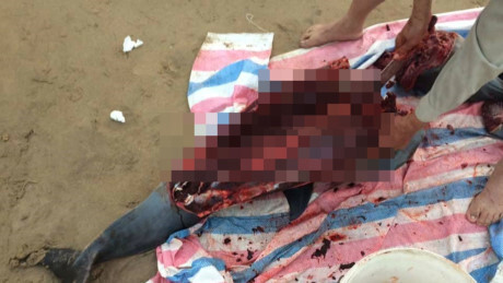 Làm rõ thông tin cá heo bị xẻ thịt tại bãi biển Đồ Sơn