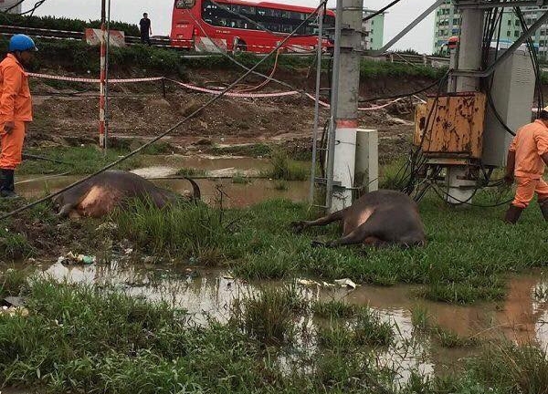 Hải Dương: Gần chục con trâu bị kẻ xấu cắt đứt gân chân