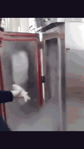 Cá đông cứng trong tủ lạnh -100 độ C vẫn bơi tung tăng sau vài phút ngâm nước