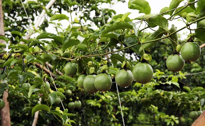 Bầu Đức chấp nhận đi ngược tuyên bố của chính mình, bán cổ phiếu để tái cơ cấu nợ