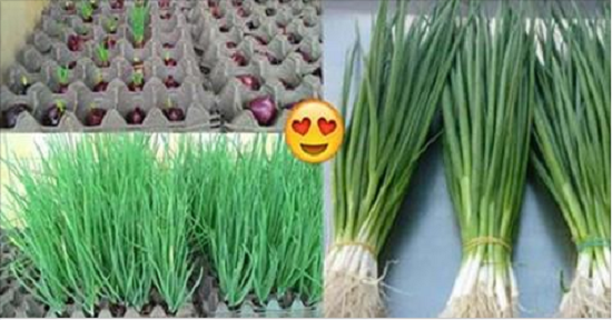 “Lạ lùng” mẹo trồng hành lá cực nhanh mà không cần đất