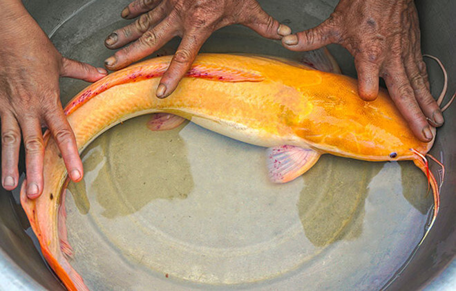 Lão nông bắt được cá trê vàng 8 râu, màu vàng óng ánh