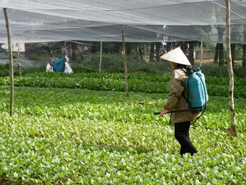 Vệ sinh thực phẩm trường học: Rau nhiễm độc hay rau sạch trông chờ... lương tâm