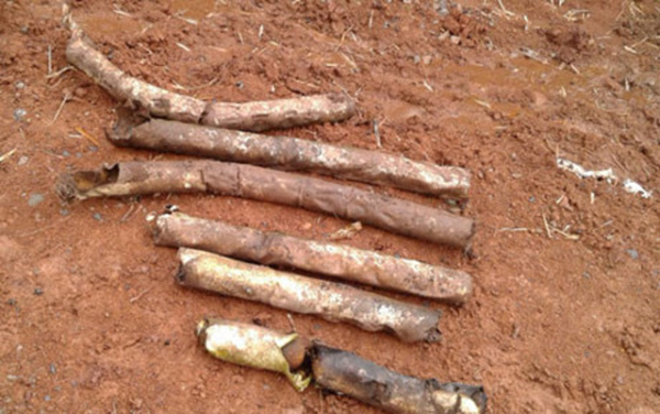 Đào hố trồng chuối, phát hiện 60 