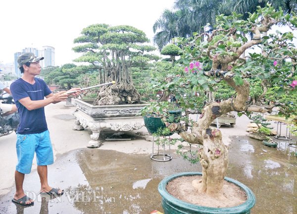 Chậu kiểng hút mắt người xem, với giá nghìn đô