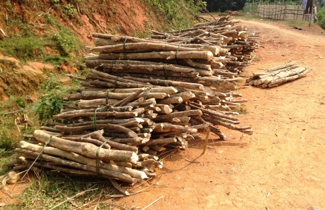 Thanh Hóa: Thương lái Trung Quốc đổ xô mua cây Ba Chạc?