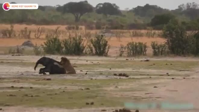 Voi con may mắn thoát chết khỏi móng vuốt sư tử nhờ kỳ tích bất ngờ