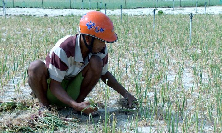 Dân Lý Sơn thiệt hại 50 tỷ đồng vì hành thối do trời mưa kéo dài