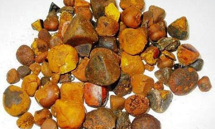 Săn tìm mua sỏi mật giá hơn 300 triệu đồng/kg