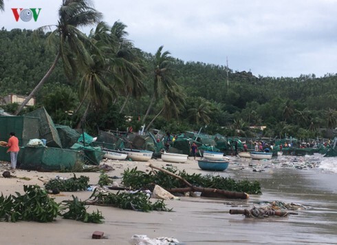 Sau bão số 12, người dân nuôi tôm hùm thiệt hại tiền tỷ vì mất trắng
