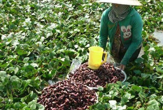 Trồng củ ấu trên đất lúa nông dân thu nhập vài chục triệu đồng
