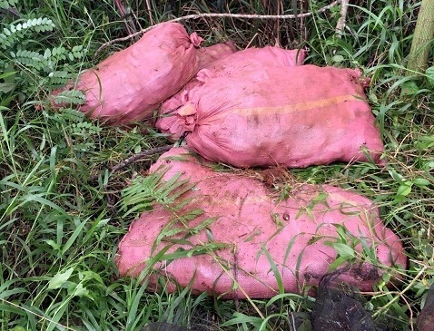 9 thanh niên vướng vòng lao lý vì... dùng xe công nông đi trộm khoai lang