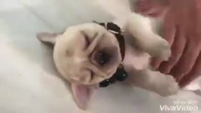 Dân mạng tròn mắt vì chú chó ngủ quên trời đất