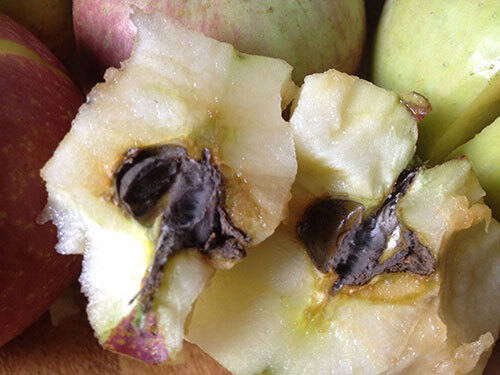 Công nghệ khiến hoa quả nhập từ Trung Quốc về Việt Nam hạt mốc xanh nhưng vỏ vẫn tươi