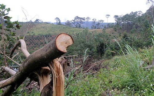 Để mất gần 50 ha rừng, chủ tịch xã bị kỷ luật cảnh cáo