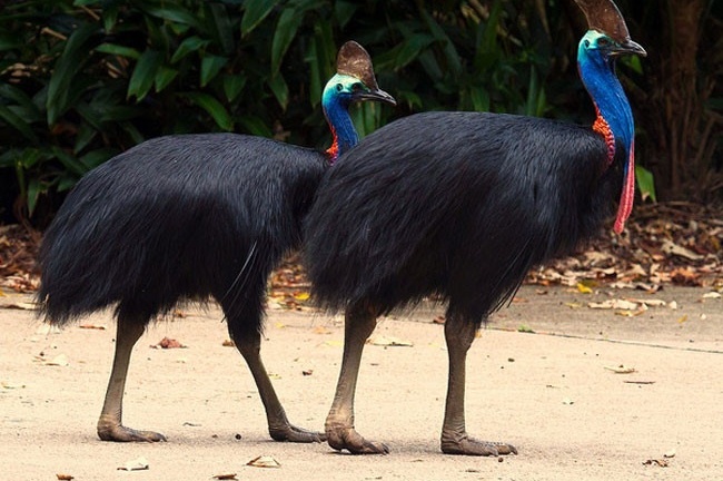 Cận cảnh loài chim nguy hiểm nhất thế giới được ghi trong kỷ lục Guiness 