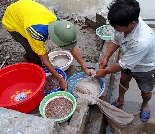 Nông dân Hải Dương nuôi rươi kiếm nửa tỷ mỗi vụ