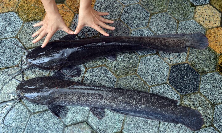 Bắt được cá trê 