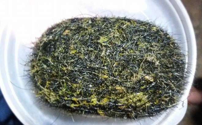 Vật thể lạ có mùi thơm trong bụng lợn: Trả hàng chục triệu không bán