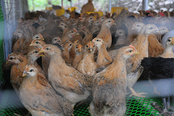 6 năm du học nước ngoài, chàng trai trẻ khởi nghiệp với trại gà thu 1,7 tỷ đồng/năm