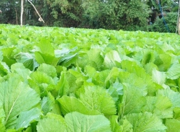 15 công dụng cần biết của rau cải bẹ xanh