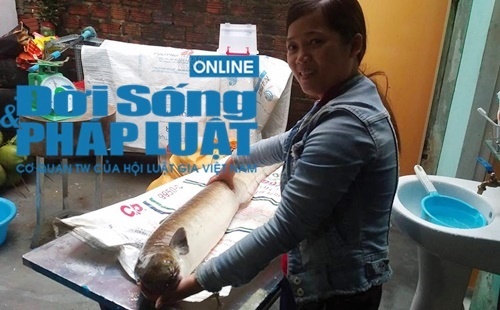 Hai vợ chồng vật lộn 4 tiếng đồng hồ bắt cá chình khổng lồ