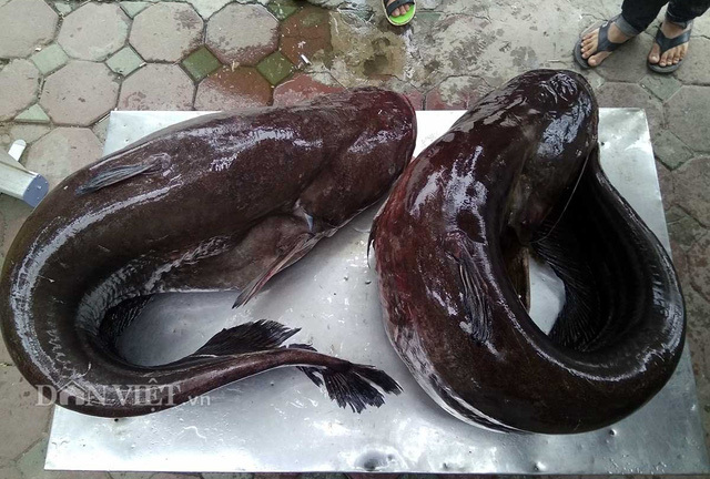 Cá leo Biển Hồ nặng 107 kg xuất hiện ở Hà Nội