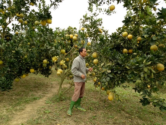  Biến đồi hoang xanh rờn cỏ dại thành trang trại bạc tỷ