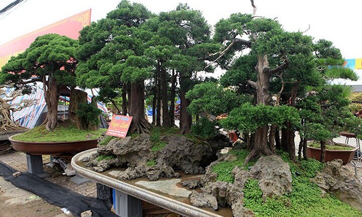 Những cây cảnh có giá hàng triệu USD ở Việt Nam