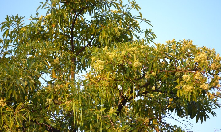 Quả hoa sữa cũng gây hại cho sức khỏe không kém gì hoa