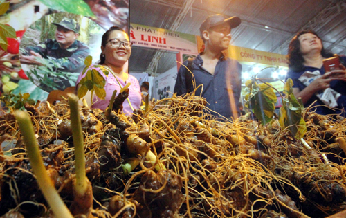 Choáng ngợp chợ sâm đắt đỏ nhất Việt Nam 