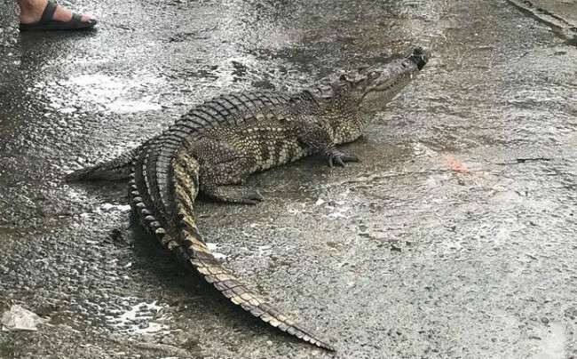 Người đàn ông vác cá sấu 50 kg ra chợ ở Đà Nẵng bán