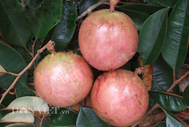 Hấp dẫn giống vú sữa bơ hồng, trồng 7 công lãi 400 triệu đồng