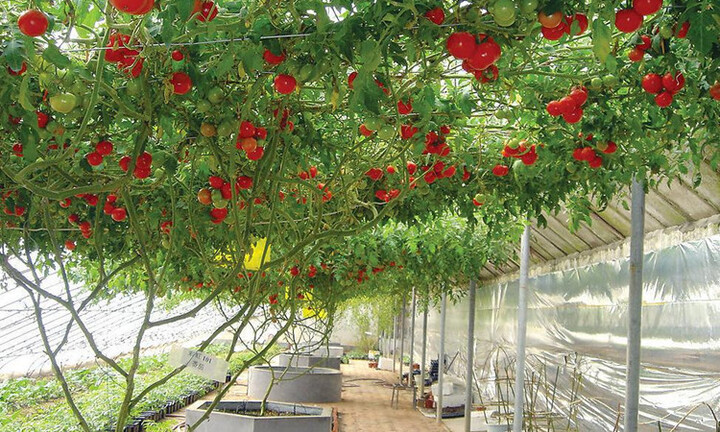 Cây cà chua bạch tuộc