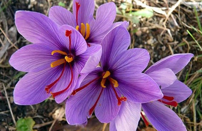 Thưởng thức nhụy nghệ tây gia vị đắt hơn vàng, giá 100 triệu đồng/kg